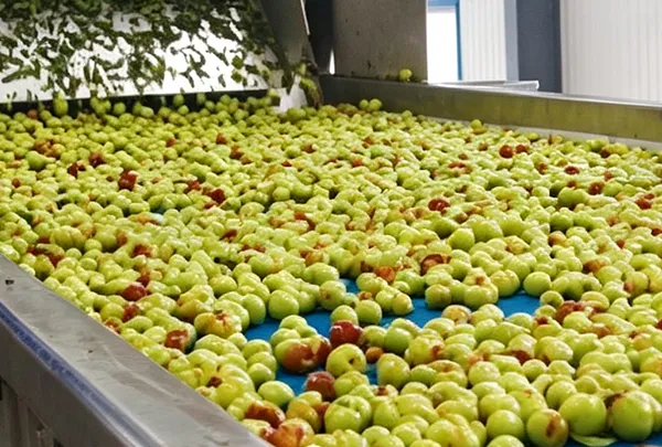 Jujube Juice Concentrate Processing Line