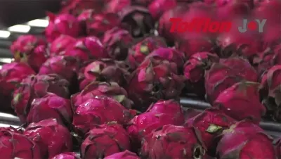 Pitaya Processing Line
