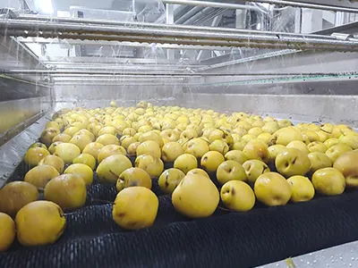 Apple and Pear Processing Line