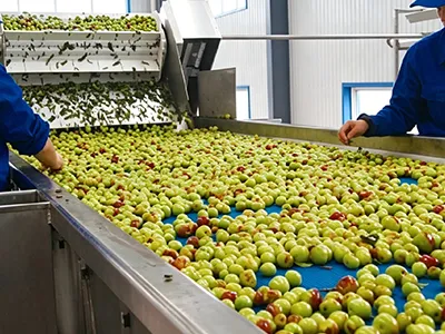 Dates Processing Line